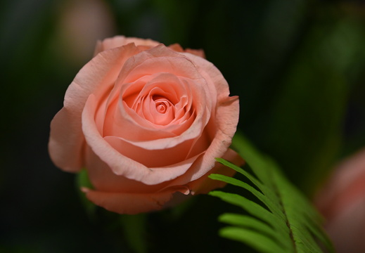 DSC 3100